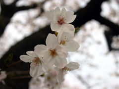 桜満開！みなとみらい・臨海地区　桜めぐり