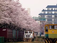静かな町の中　満開の桜並木