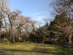 リベンジ・山北での桜と電車=河村城址歴史公園=