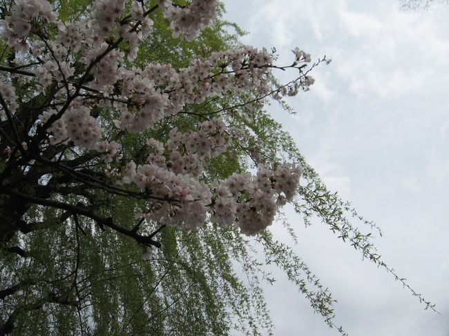 東京大学総合研究博物館で5月31日まで企画展示されている≪維新とフランス　日仏学術交流の黎明≫を見に行ったので、またまた上野公園の桜の様子を見てきました。<br /><br />桜満開の休日では人を見ているようなもので、ほうほうの体で逃げてきました。<br /><br />写真は不忍池のほとりの桜と柳。
