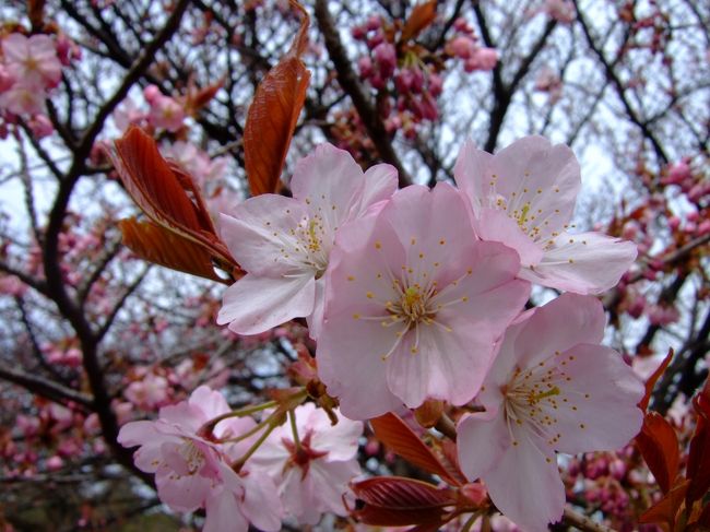 晴れていたので朝になって急きょ、<br />新宿御苑のお花見に行ってきました。<br /><br />少し前までは日曜は雨という天気予報でしたが外れて嬉しい！<br /><br />絶対に混んでいるのを覚悟でGO!<br /><br /><br />新宿御苑<br />http://www.env.go.jp/garden/shinjukugyoen/
