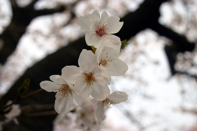 横浜も桜が満開になったので、<br />桜の咲く場所を見つけながら写真を撮りました。