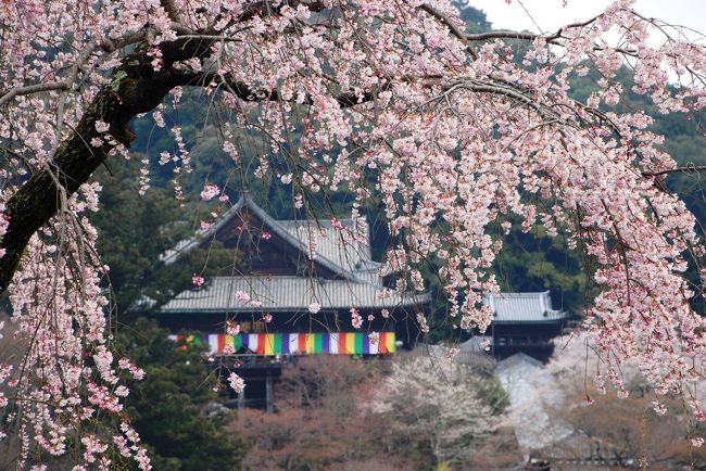 毎年、京都に奈良にと近畿の桜の名所を巡って来ましたが、今年は暖かくなったかと思えば寒の戻りがあったりで、桜の満開の頃合いを図るのが本当に難しい...<br />そんな中、候補を絞り、今年は花の寺としてしても有名な古刹「長谷寺」へ行ってみることにしました！<br /><br />残念ながら、前日降った雨が水蒸気となり、花霞の中での桜鑑賞となりましたが、圧倒的な満開の桜と涼やかな鳥たちの声に癒されながら、心地よく散策することができました...