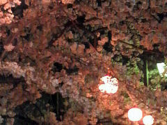 2009年の桜 浮間公園　ちょっと夜　