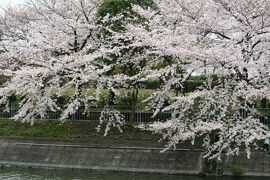 2009春、荒子川公園の桜散策(1/5)：川沿の染井吉野の並木、菜の花、ノースポール