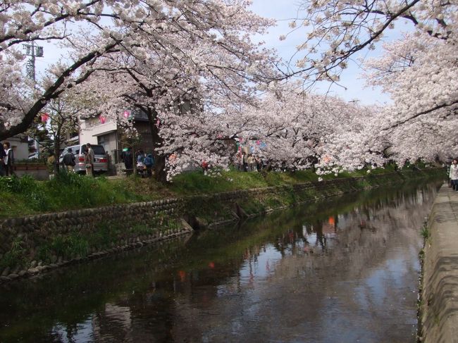 ♪春爛漫♪愛知も満開宣言がでました♪<br /><br />そこで、愛知の桜の名所のひとつ、五条川に行ってきました。<br />名古屋市の北、岩倉市を流れる五条川沿いに、<br />およそ１５００本の桜の木が植えられています。<br /><br />この週末は桜まつり期間で、屋台もでて、<br />いろいろなセレモニーも行っていたようです。<br /><br />ほぼ桜の写真でコメント少ないですが、<br />満開の桜を満喫してください(*^_^*)<br /><br />岩倉市イベントＨＰ→http://www.city.iwakura.aichi.jp/view/88vtda00000009tq.html