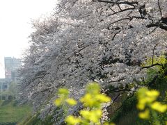 東京の桜めぐり２００９