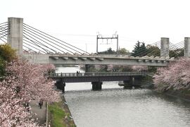 2009春、荒子川公園の桜散策(3/5)：川沿の染井吉野の並木、あおなみ線荒子川駅