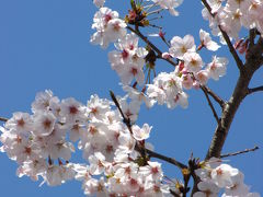 今日は良い天気になったので花見に行ってきました。