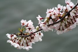 2009春、荒子川公園の桜散策(4/5)：川沿の染井吉野の並木、都市公園、連翹、カワウ