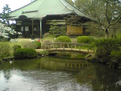 真覚寺の桜