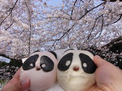 桜のトンネル＆王子動物園