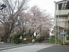 東大和市駅前の桜