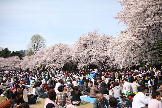 直前の天気予報に反してお花見日和となったので、新宿御苑に行ってみました。<br />ＪＲ新宿駅に近い新宿門では入場券を買うために長蛇の列。<br />臨時のゲートも設けられていましたが、こちらも長ーい行列。<br />やっと入場した途端、目に飛び込んだのは、人・人・人。<br />ほぼ満開の桜を楽しむ大勢の人が芝生の上で宴を開いていました。<br />余りの混雑で、早々に退散しましたが、折角なので混雑状況を紹介させてもらいます。<br /><br />新宿御苑は、広さ５８．３ｈａ（約１８万坪）、周囲３．５Ｋｍ。<br />約６５種類１３００本の桜があるそうで、３月上旬から４月下旬まで楽しめるそうです。<br />少し時期をずらして行くのも良いかもしれませんね。<br />