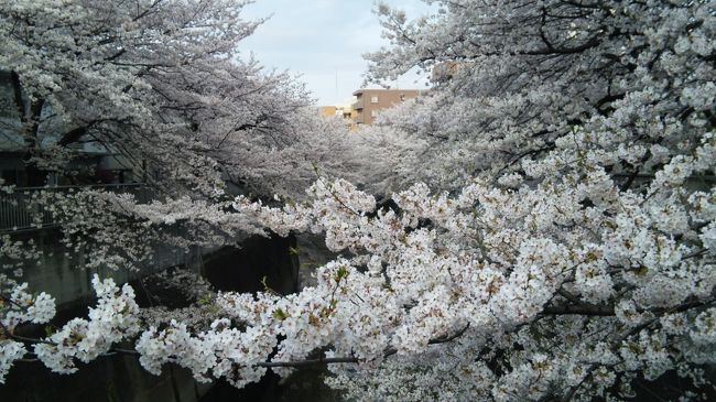 昨年、早稲田のリーガロイヤルを利用した際に<br />想像以上に神田川の桜が見事だったので<br />今年は、フォーシーズンズ椿山荘に宿を取り<br />満開を迎えた桜を楽しんでまいりました。