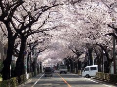 桜のトンネル：武蔵野市役所前