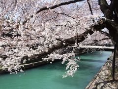 前橋公園の桜を見てきました。