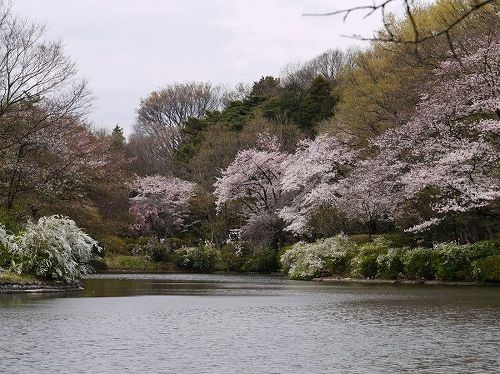 日立中研・春の庭園公開』国分寺・小金井(東京)の旅行記・ブログ