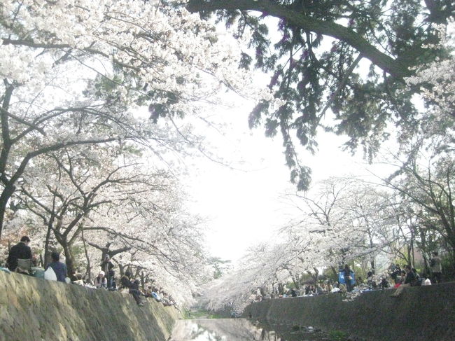 2009年4月5日日曜日。<br /><br />西宮の桜の名所、夙川へいってきました。<br />すごい人でしたが、桜はとってもきれいでした♪