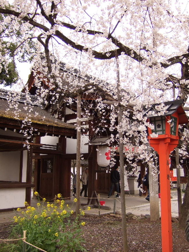 春の京都へ行ってきました。<br />桜の見ごろには少し早かったようで･･･