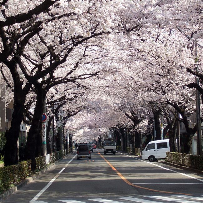 　出張でJR三鷹駅へ。いつもでしたらここからバスに乗るのですが、天気もいいし、桜もいい頃合いだろうと考えて、歩くことにしました。<br />　三鷹駅から北へ、バス通りをほぼ道なりに歩きます。交通量が多いので排気ガスがちと苦しいのですが、20分強歩きますと武蔵野市役所前の通りに入ります。<br />　ここが桜の名所でして、車道の両側に並ぶ桜が満開でさながら「桜のトンネル」です。