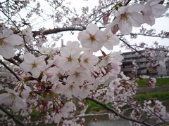 街あるき　桜満開　山崎川