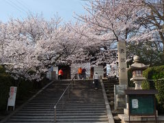 2009年桜だより◆道明寺天満宮（大阪府藤井寺市）