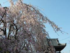 2009年桜だより◆道明寺のミニ枝垂れ桜（大阪府藤井寺市）