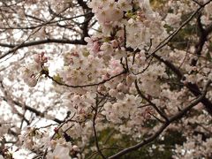 【桜満開の東京散歩】　皇居外苑から千鳥が淵まで歩いてみよう♪