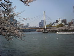 大阪を流れる大川沿いの桜