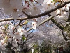 【法華経寺】（2009年4月6日）桜は満開