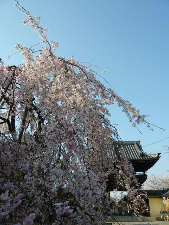 道明寺天満宮で花見を堪能した後、お隣の「道明寺」にも立ち寄ってみました。<br />小じんまりしたお寺ですが、参道付近のミニ枝垂れ桜はとても可憐な花を咲かせ、お寺も人が少なくて静かな時間を過ごすことができました。