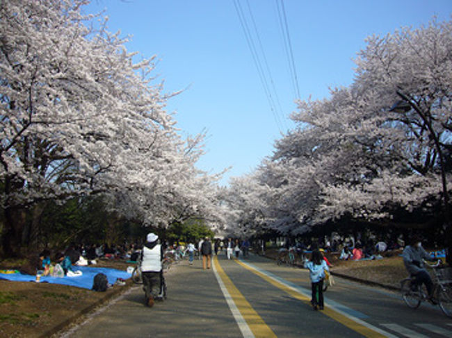 桜。第２弾。<br /><br />平日、そして気持ちの良いお天気。<br />こりゃどっか行かねばっ！<br /><br />ぷらっと駒沢公園に行ってきました。<br />