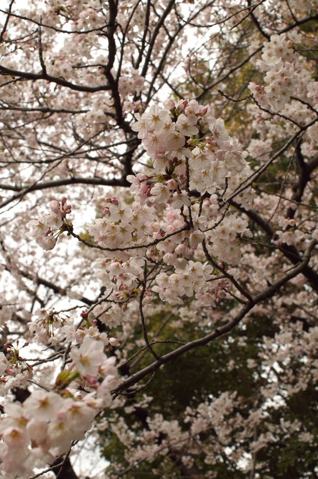 予想外に桜の開花が早かった今年、２００９年。<br />折りしも、東京で桜が満開となった４月３日は東京出張だ。<br />こりゃ〜花見ばせんといかんめ〜♪<br />翌４月４日（土）の午前中、出張中の短いフリー・タイムを利用して<br />桜を求めての東京散歩を強行した。<br /><br /><br />