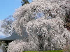 ☆山梨県・塩山・慈雲寺の桜と周辺の桃の花