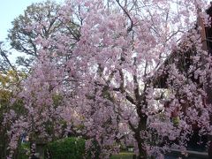 浅草と上野の桜