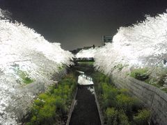 名古屋でお花見　～山崎川～