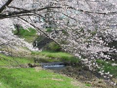 桜満開☆☆☆玉川堤（京都府綴喜郡井手町）