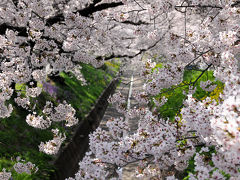 足利市　千歳袋川の桜。