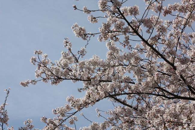 花見に行ってきました。