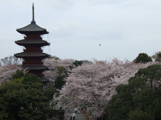 日本の伝統的な建築って美しいなぁと突然興味が湧いてきて、いろいろと巡り歩きたくなった。なかでも五重塔、三重塔などの仏塔は、インドから遥々伝来した宗教とはいえ、日本独自の建築様式として、高い完成度を誇るものだと思う。<br />桜満開の時期に、どこか五重塔と桜でいい写真が撮れるところはないかな？と思って探して、今回訪れたのが池上本門寺（いけがみほんもんじ）。