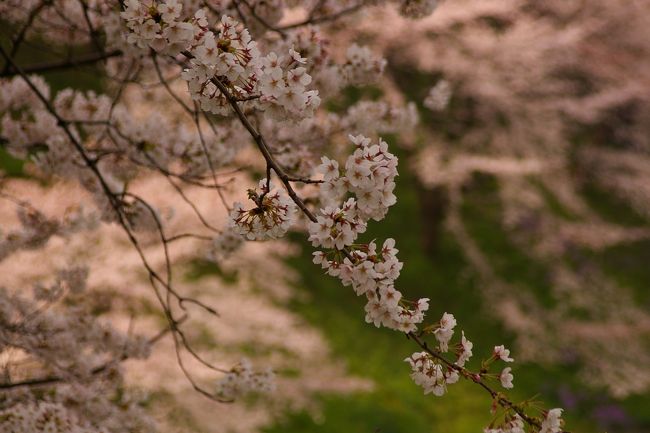 毎年きてます、千鳥ヶ淵の桜<br /><br />今年もすばらしい桜を魅せてくれます。<br />週末の桜は満開でちょうどよく、お花見をする人でごった返していました。<br />日曜の朝早くに行って写真を撮ってきました。<br /><br />ボート、今年は乗りませんでしたが馬鹿にできません。<br />とっても楽しいし、桜が間近で見られるのでほんとおすすめですよ。