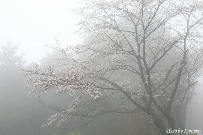 桜の季節。<br />今回は奈良県、大和路。<br />大野寺−本郷の又兵衛桜−吉野山と通って高野山へ。<br /><br />午前中は晴れ間もあったのですが、午後になり雨。。<br />高野口に着いた頃、雨足は更に強くなって来た。<br />撮影において普通は残念に思うところですが、ポジティブに考えました。<br /><br />ふと地図を見ると通常ルートの国道370号線の隣、<br />紀伊高原に桜のマーク。そして「4月上旬」との記載。<br />山は雨による霧で真白。<br />「！」ときて、行ってみよう。<br /><br />そこで出会った風景です。<br /><br /><br />