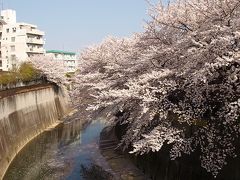 ２００９　桜　石神井川　（北区）−１