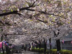 浦安の桜　日常の風景
