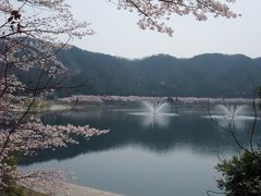 ２００９　今年の桜はどうかいな～？　in土師（はじ）ダム