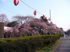 榴ヶ岡公園で桜見物！　２００９．４．７現在