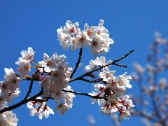 桜満開の岡崎インクラインをそぞろ歩き...