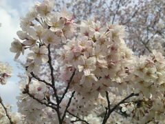 昭和記念公園　お花見編