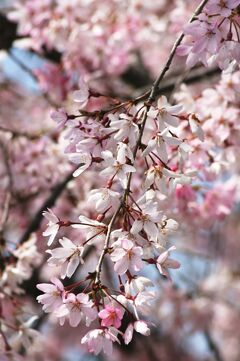 2009春、桜の季節の清洲城(1/5)：名古屋駅から清須駅へ、清州駅から清州城へ、染井吉野